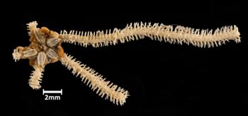 Media type: image; Invertebrate Zoology OPH-4961 Aspect: dorsal